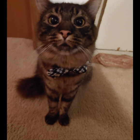 Meet your Posher, Teresa - Picture 3 of 3